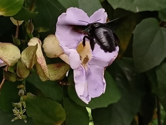 Xylocopa latipes