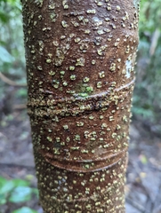 Commersonia bartramia