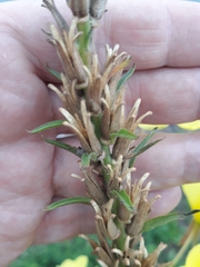 Oenothera glazioviana
