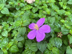 Heterotis rotundifolia
