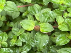 Heterotis rotundifolia