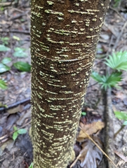 Commersonia bartramia