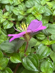 Heterotis rotundifolia