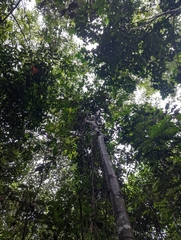 Commersonia bartramia