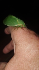 Cystosoma saundersii