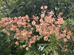 Koelreuteria bipinnata