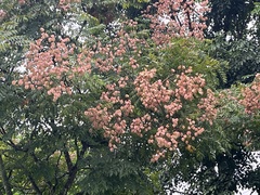 Koelreuteria bipinnata
