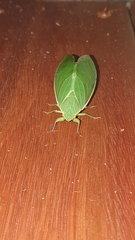 Cystosoma saundersii