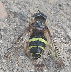 Dasysyrphus tricinctus