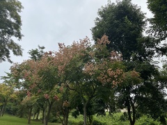 Koelreuteria bipinnata