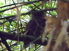 Ninox scutulata