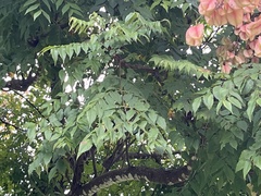 Koelreuteria bipinnata
