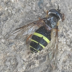 Dasysyrphus tricinctus