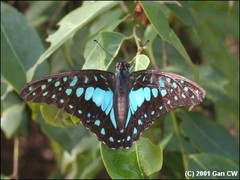 Graphium bathycles