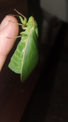 Cystosoma saundersii