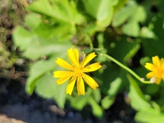 Scorzoneroides autumnalis