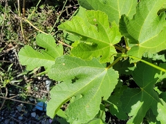 Scorzoneroides autumnalis