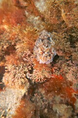 Dendrodoris krusensternii