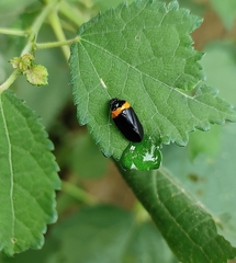 Phymatostetha deschampsi