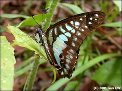 Graphium evemon