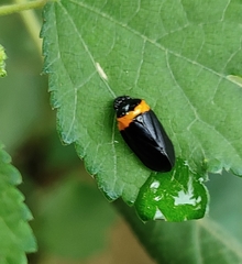Phymatostetha deschampsi