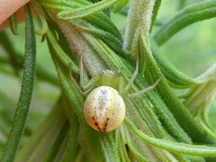 Australomisidia pilula