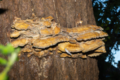 Laetiporus sulphureus