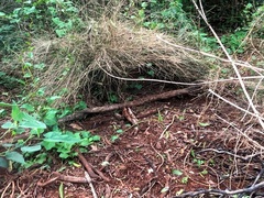 Ptilonorhynchus violaceus