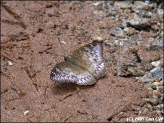 Euthalia monina monina