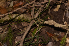 Atractocarpus chartaceus