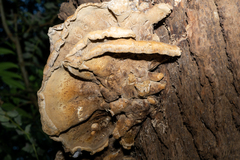 Laetiporus sulphureus