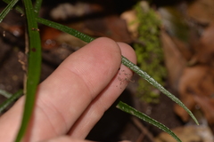 Atractocarpus chartaceus