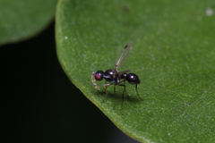Parapalaeosepsis plebeia