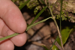 Atractocarpus chartaceus