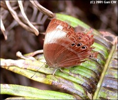 Abisara saturata kausambioides