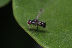 Parapalaeosepsis plebeia