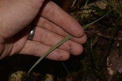 Atractocarpus chartaceus