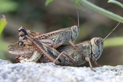 Shirakiacris shirakii