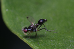 Parapalaeosepsis plebeia