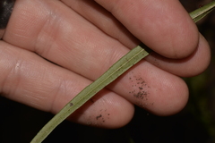 Atractocarpus chartaceus