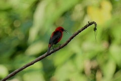 Myzomela cardinalis