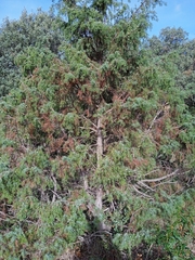 Juniperus