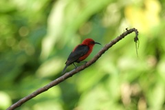Myzomela cardinalis