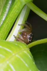 Maratus scutulatus