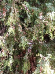 Juniperus