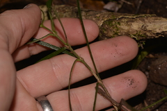 Atractocarpus chartaceus