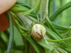 Australomisidia pilula