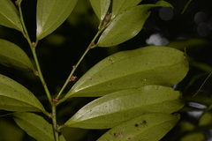 Cryptocarya laevigata