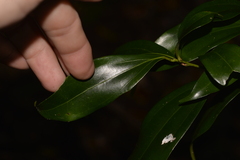 Cryptocarya laevigata