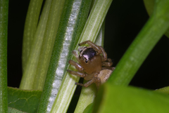 Maratus scutulatus